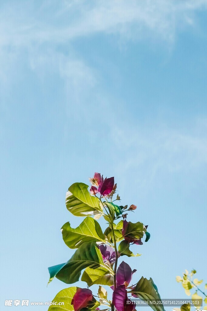 蓝天映衬下的多彩植物