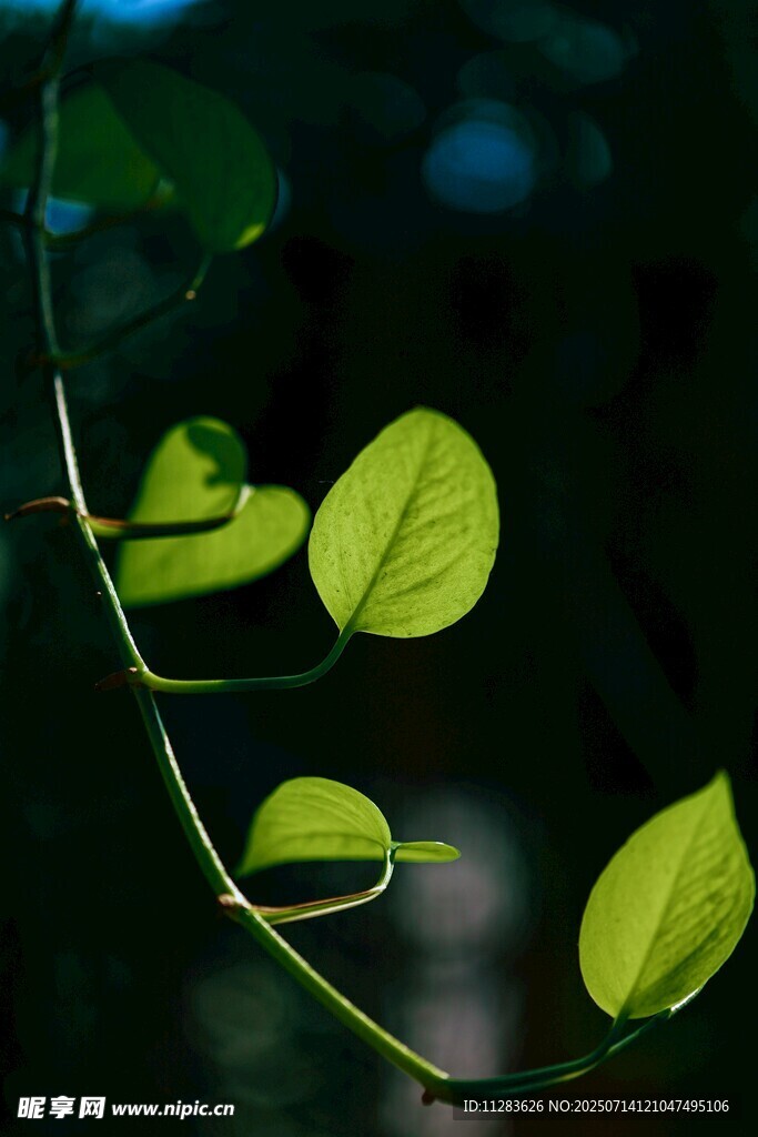 嫩绿叶片的自然之美