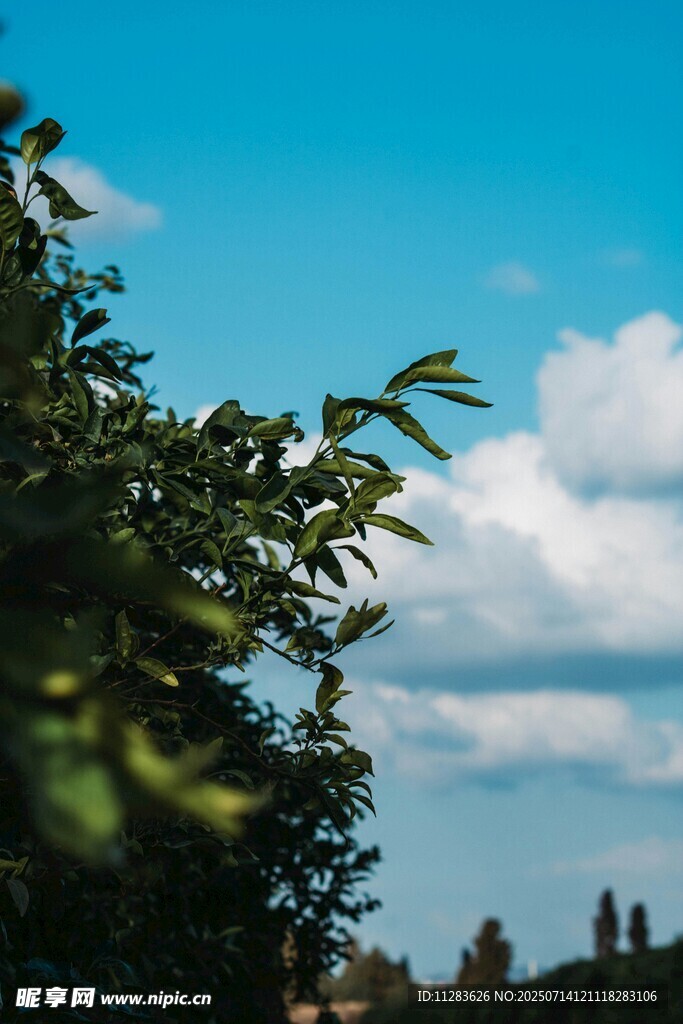蓝天绿树间的悠然景致
