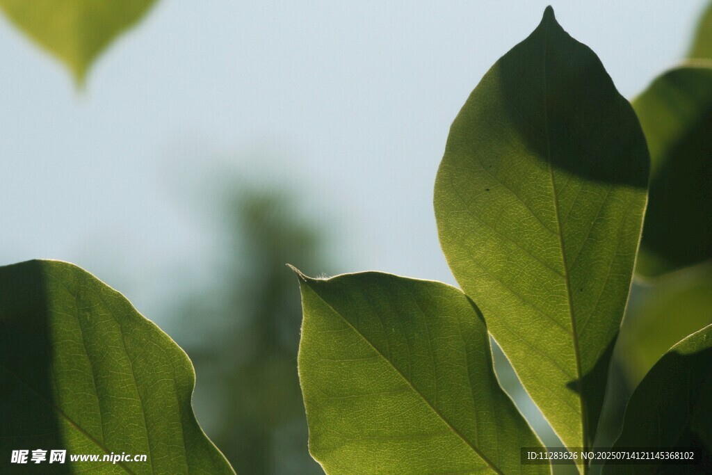 翠绿叶片特写