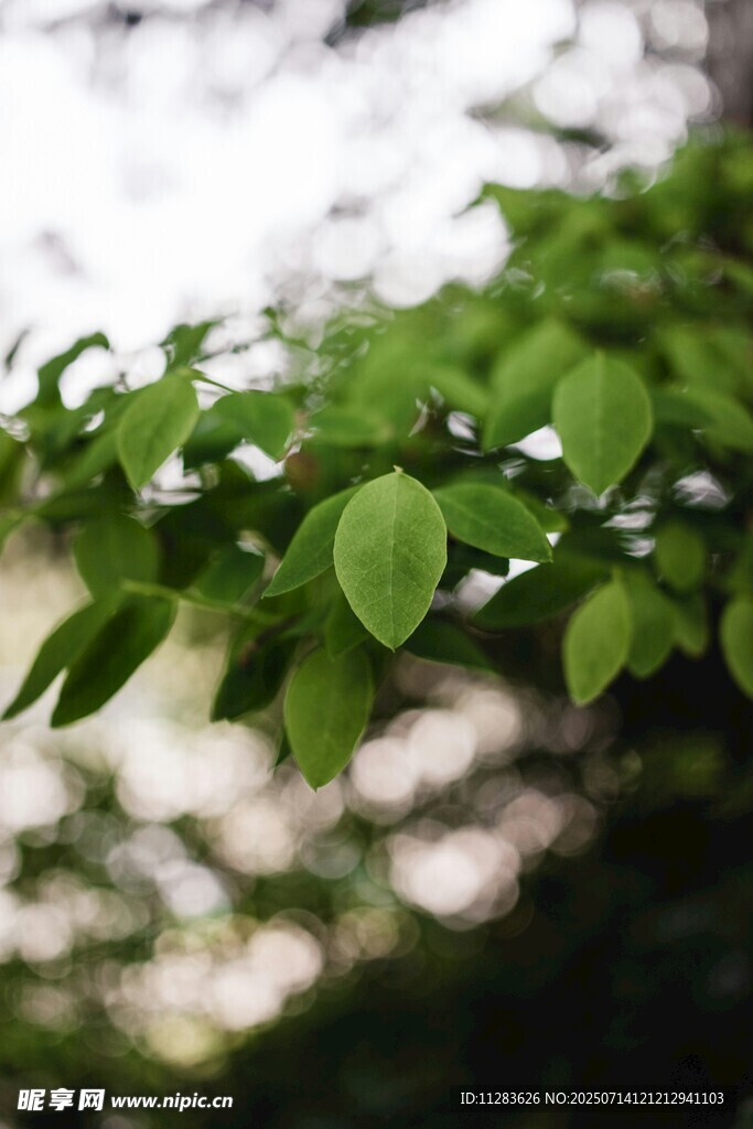 嫩绿树叶特写