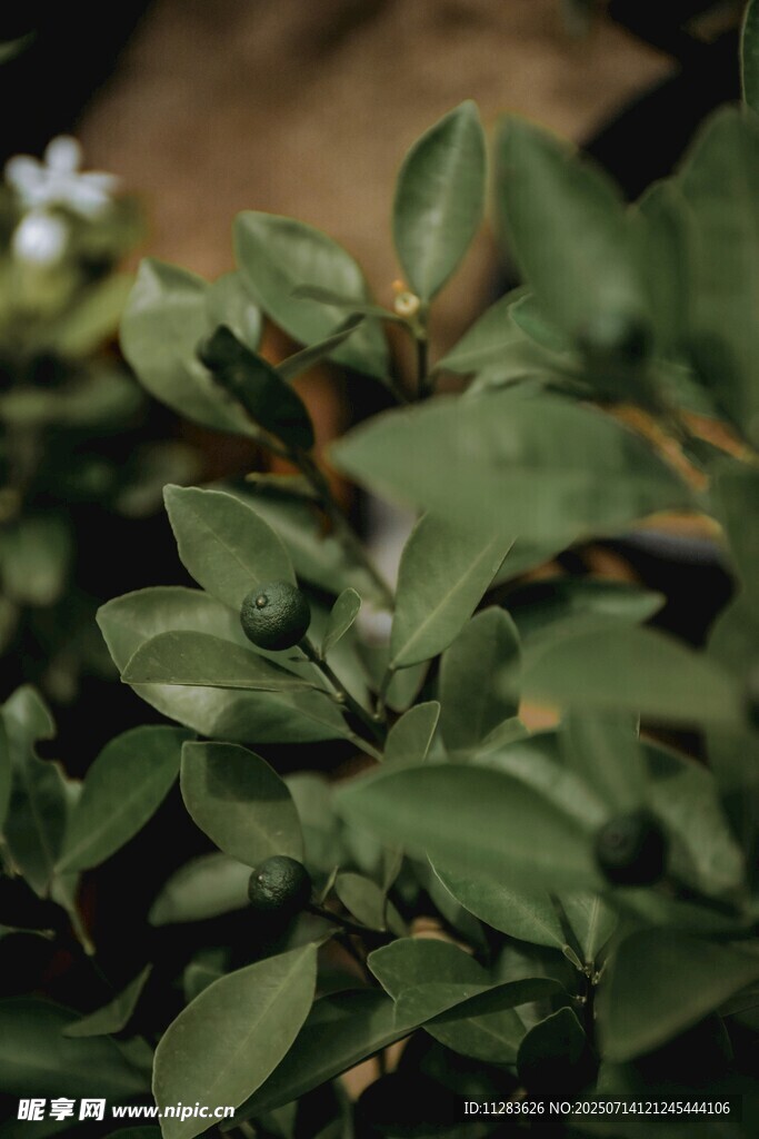 翠绿叶片植物特写