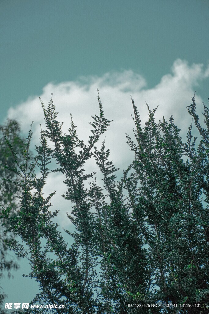蓝天绿树间的清新景致