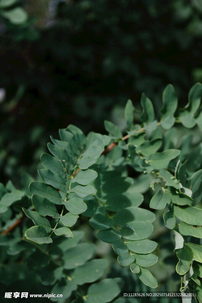 翠绿羽状叶片植物特写
