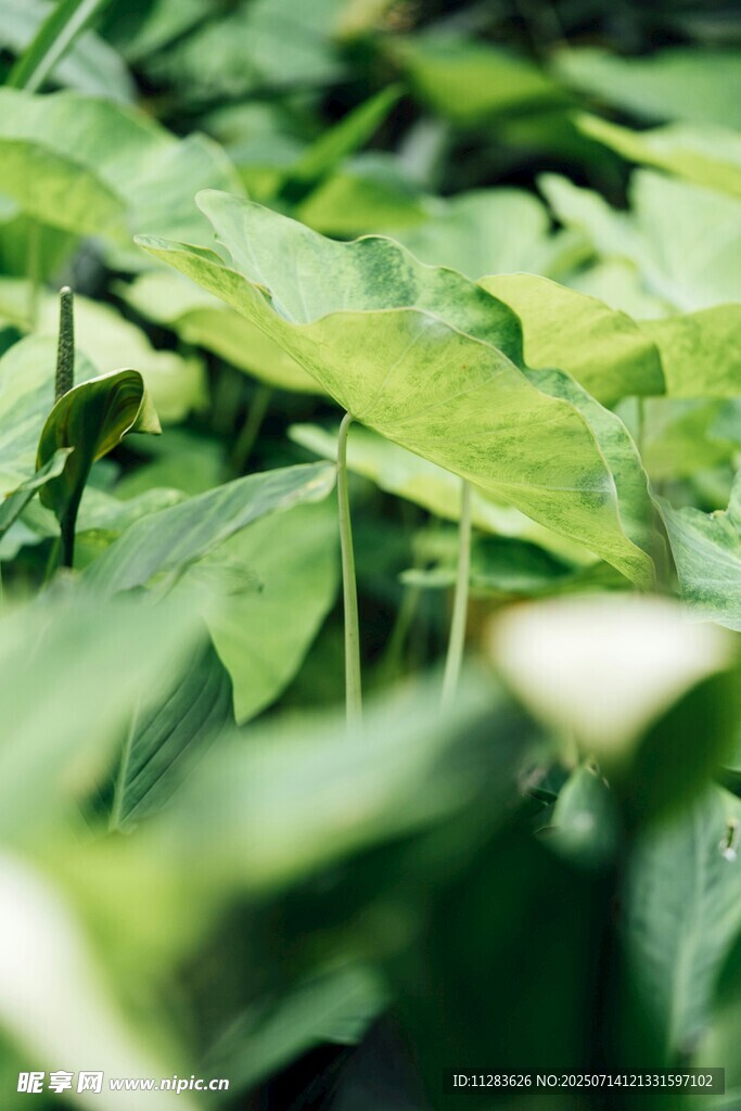 翠绿植物叶片特写