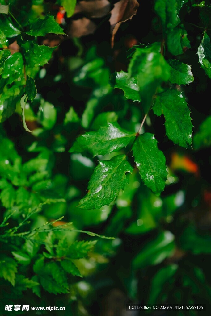翠绿繁茂的植物叶片