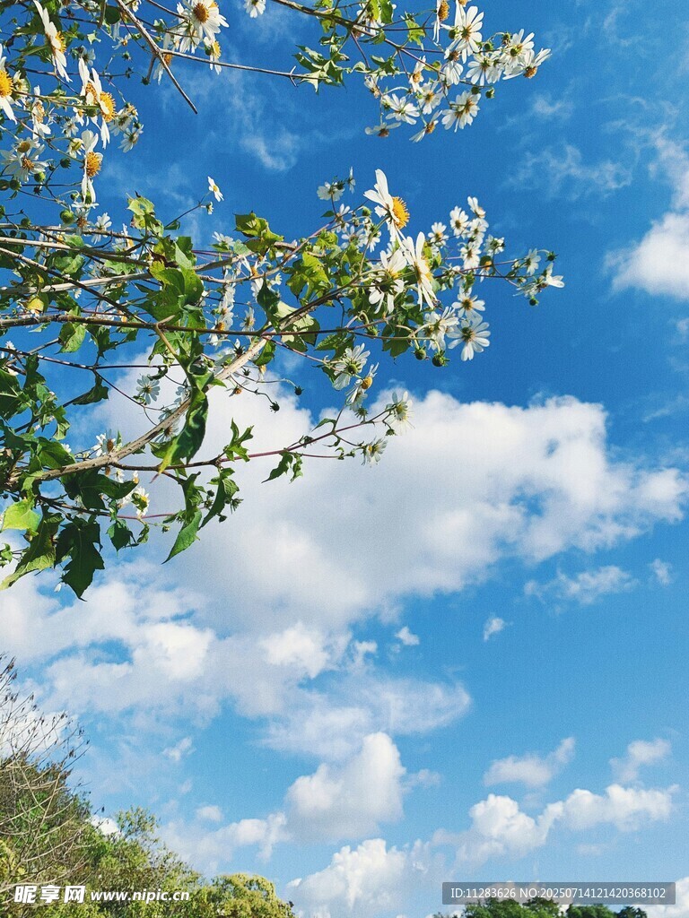 蓝天繁花树枝美景