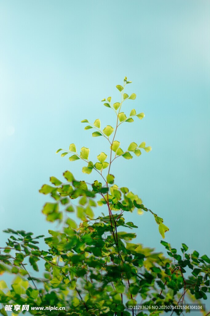 阳光下的翠绿枝叶