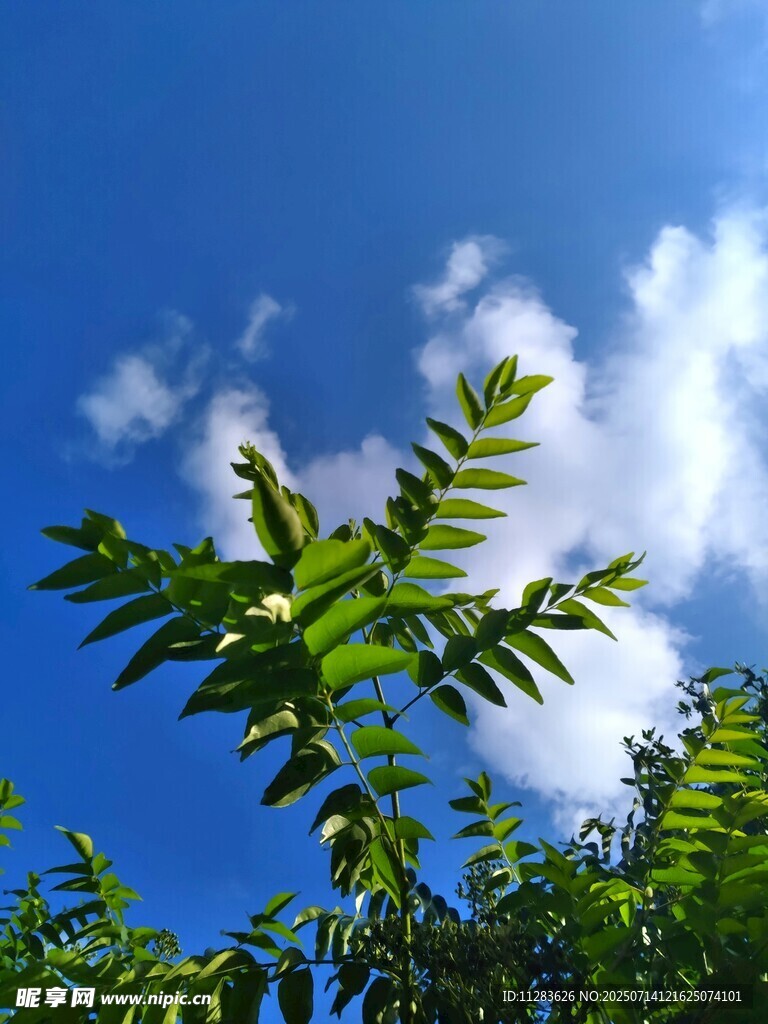 蓝天绿叶