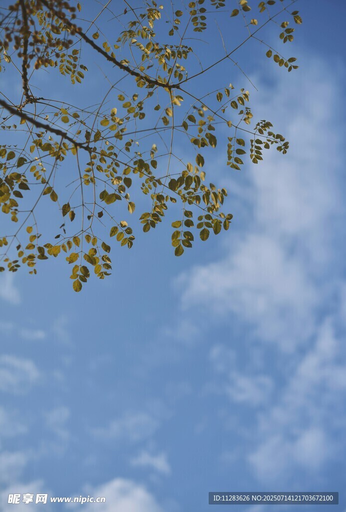 蓝天树枝间的清新景致