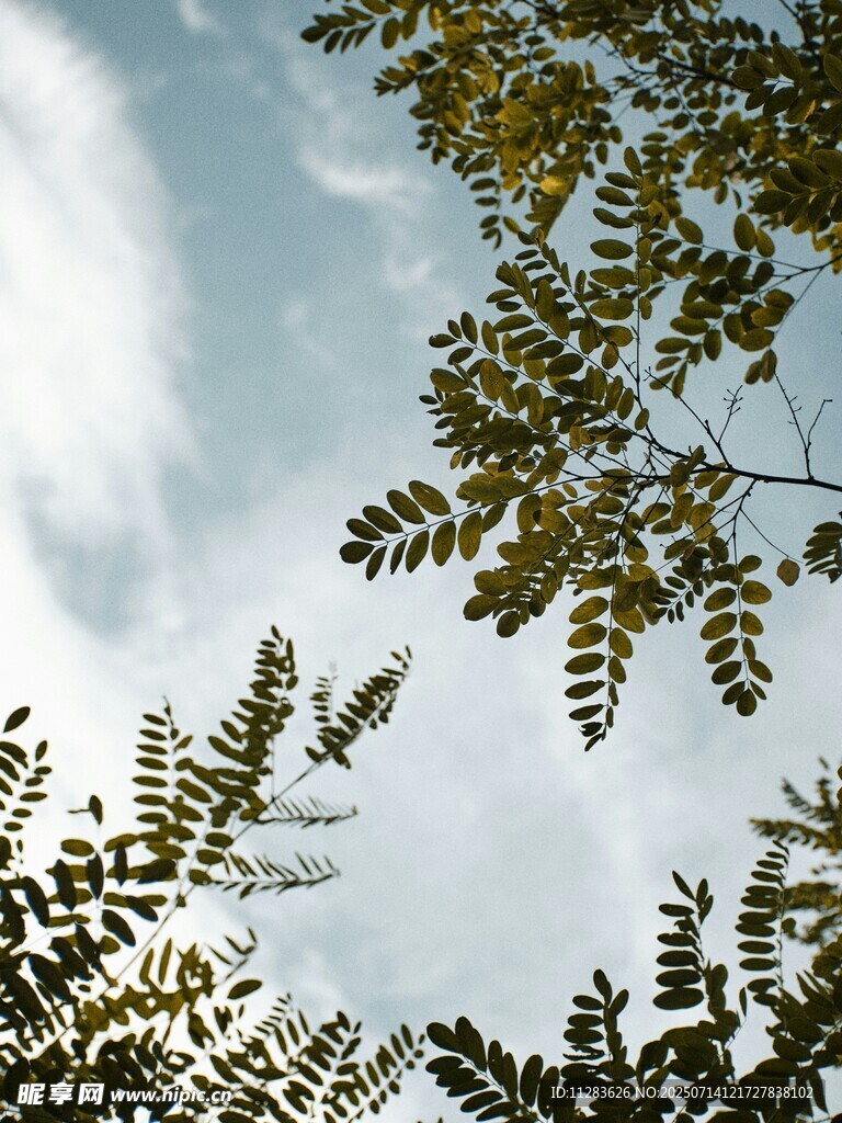 枝叶间的蓝天美景
