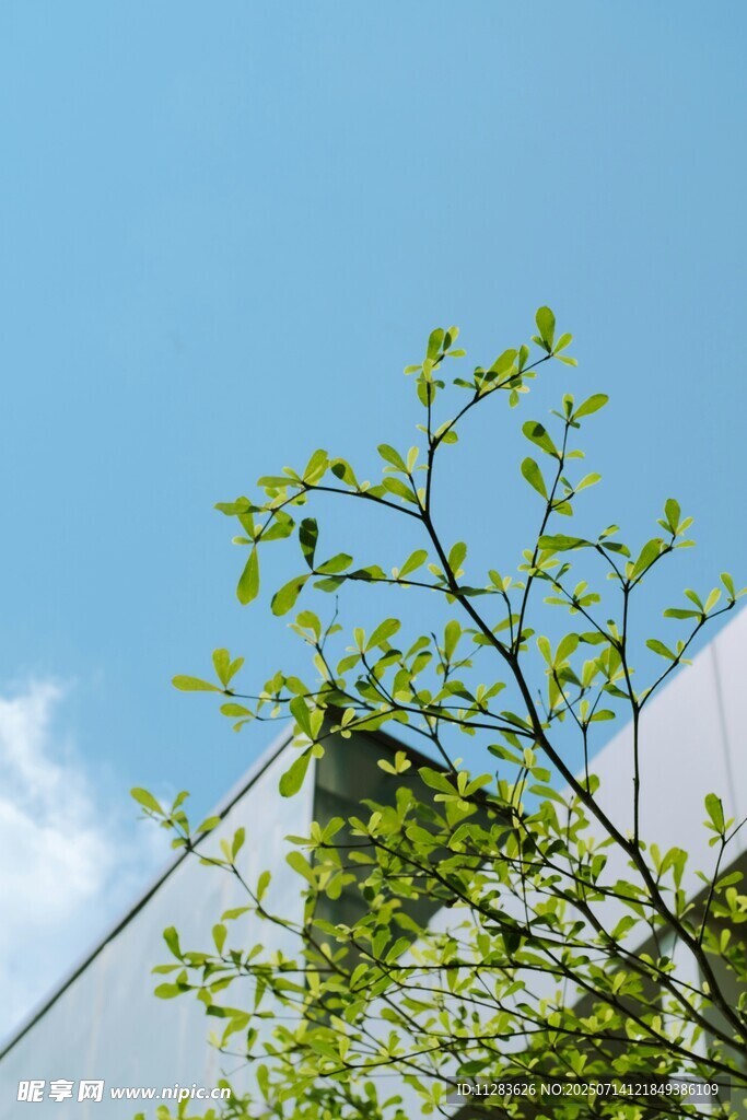 蓝天绿树旁的现代建筑