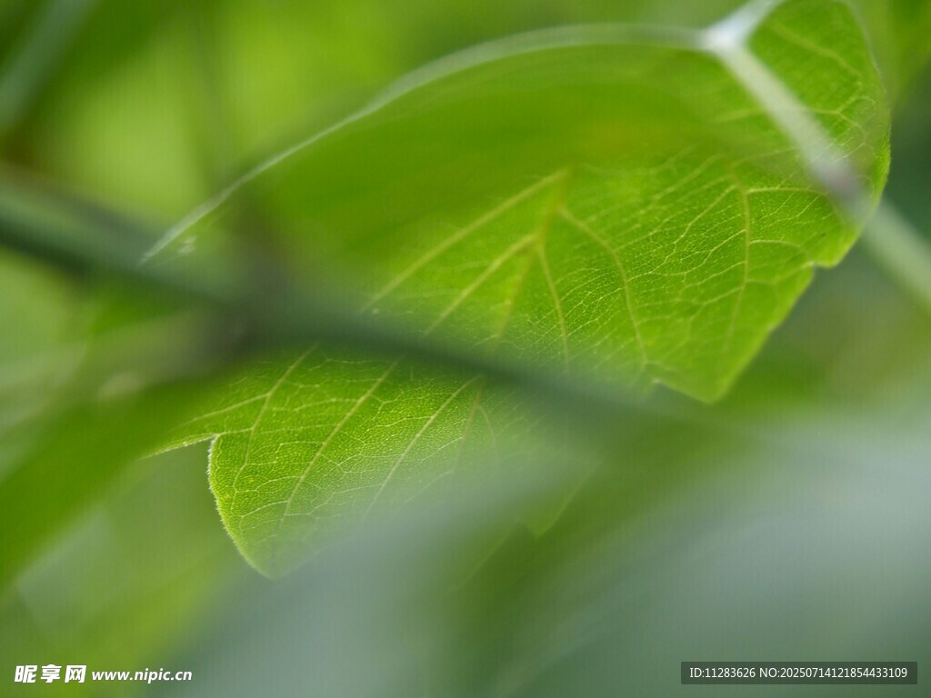嫩绿叶片特写
