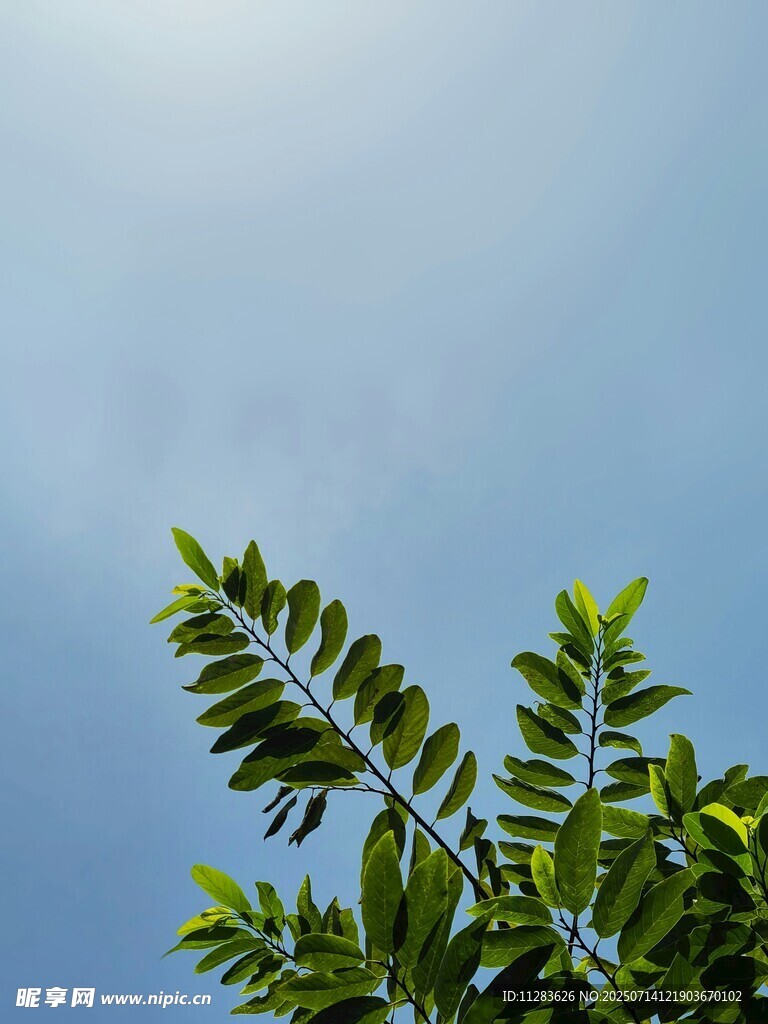 蓝天映衬下的翠绿枝叶