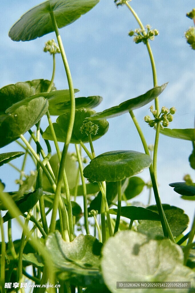 水生植物特写