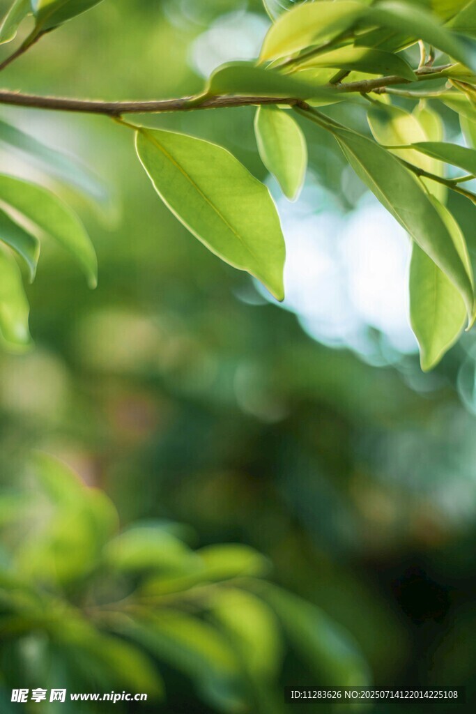 嫩绿枝叶展现盎然生机