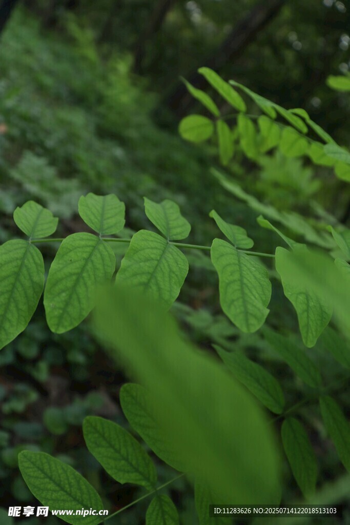 翠绿叶片的自然生机