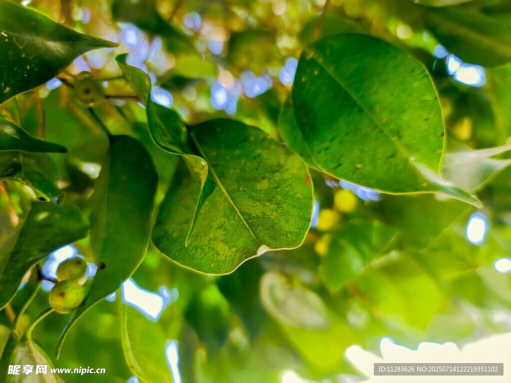 翠绿繁茂的树叶特写