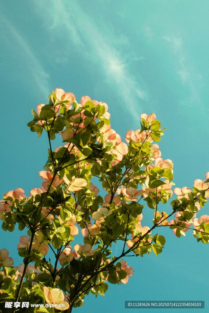 蓝天映衬下的繁花绿树
