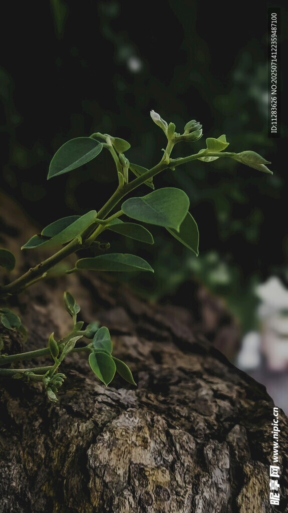 树干上生长的嫩绿植物