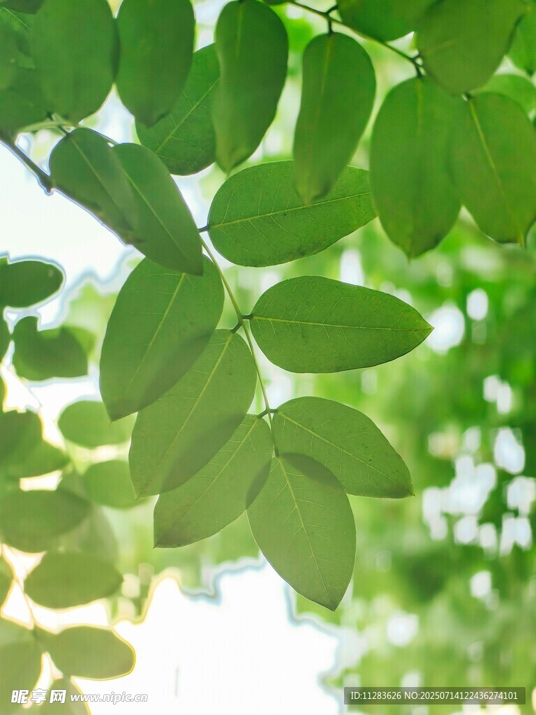 阳光下的翠绿树叶