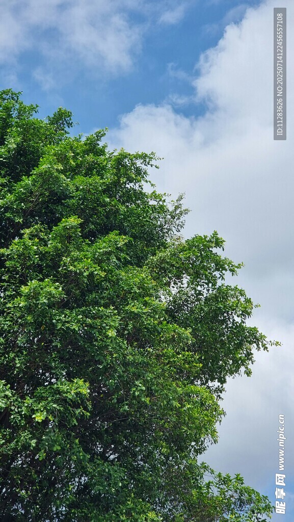 蓝天绿树美景