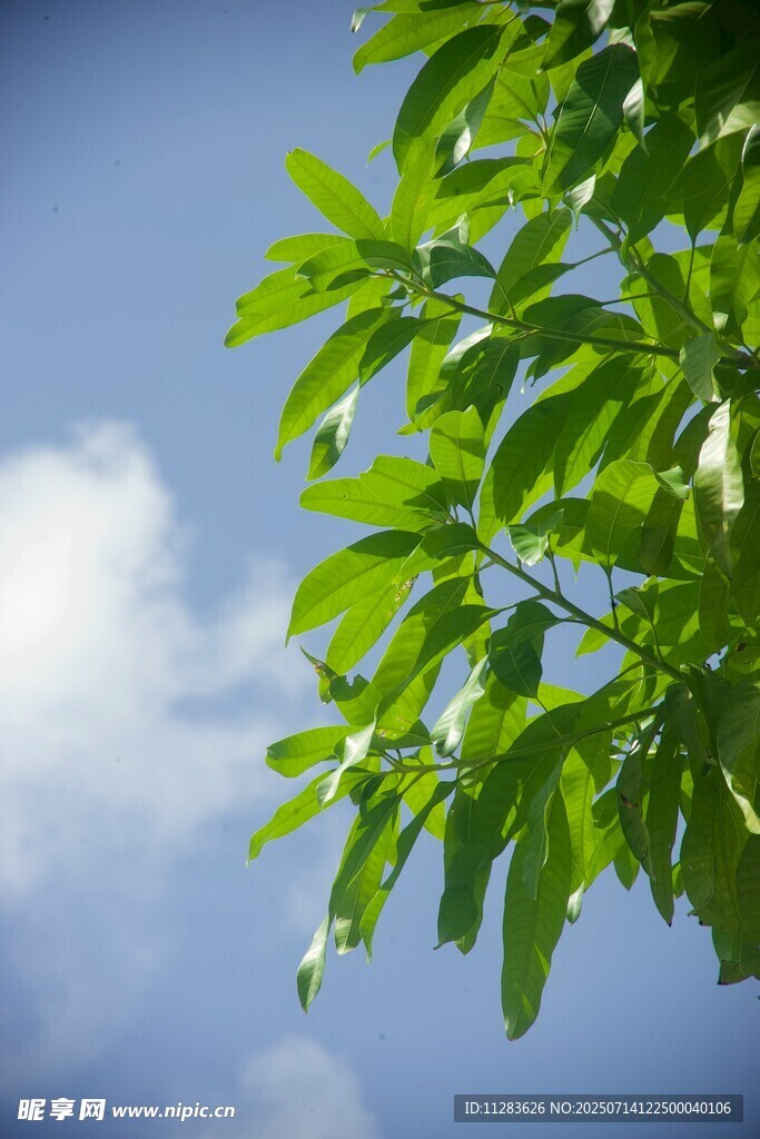 绿叶映蓝天
