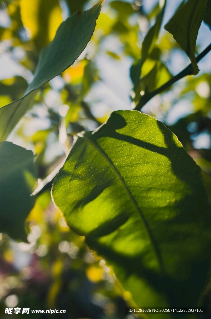 阳光下的翠绿树叶