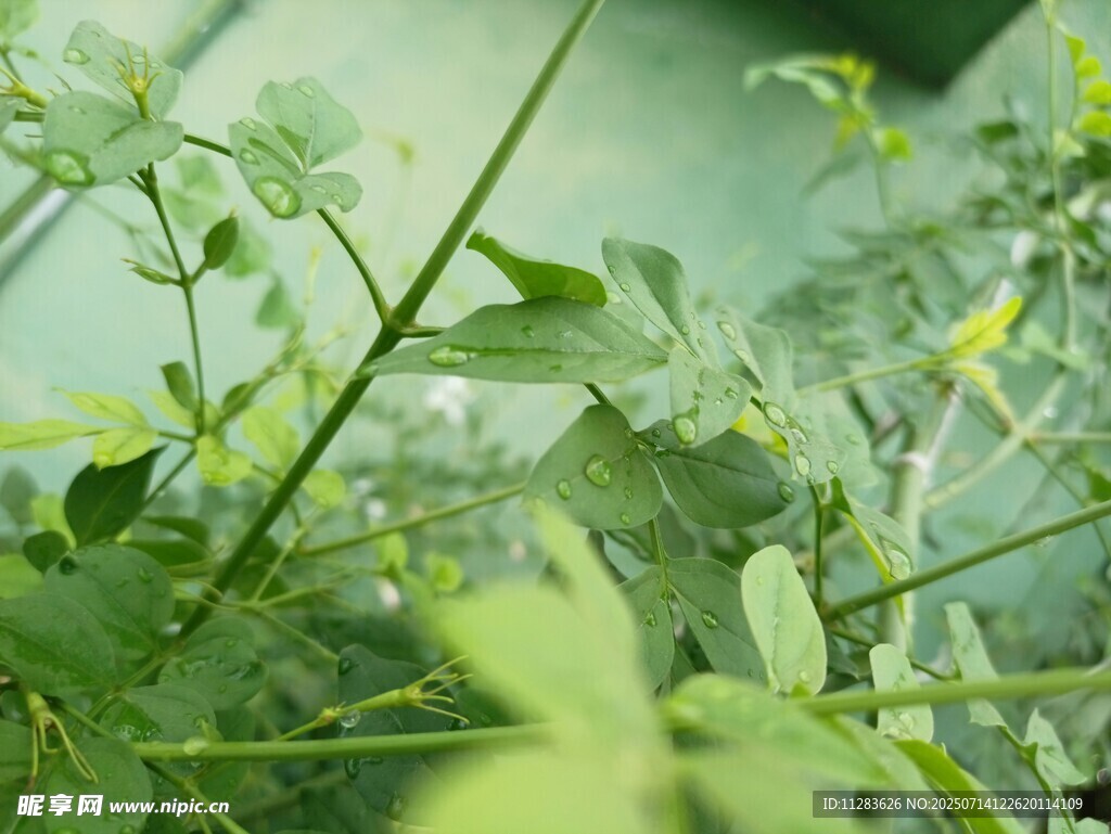 嫩绿植物枝叶特写