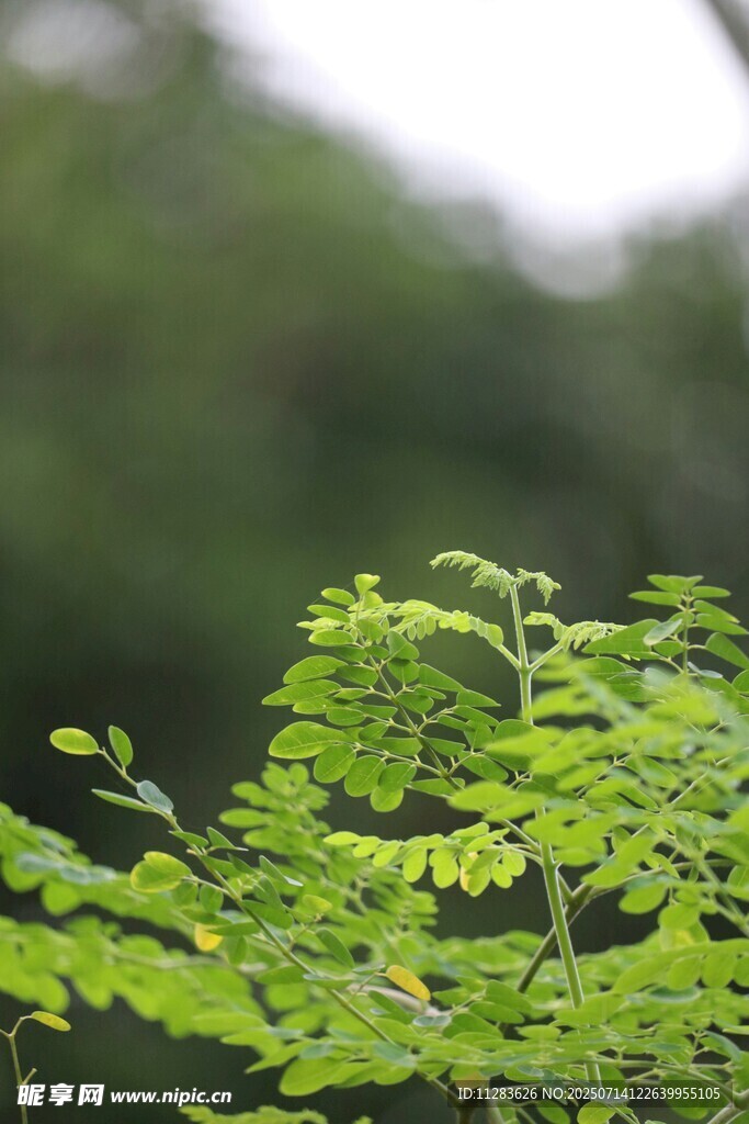 嫩绿枝叶特写