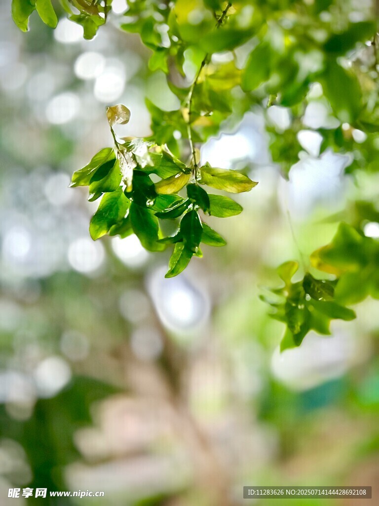 绿叶繁茂的清新自然景象