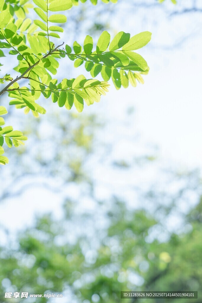 嫩绿树叶映衬晴朗天空