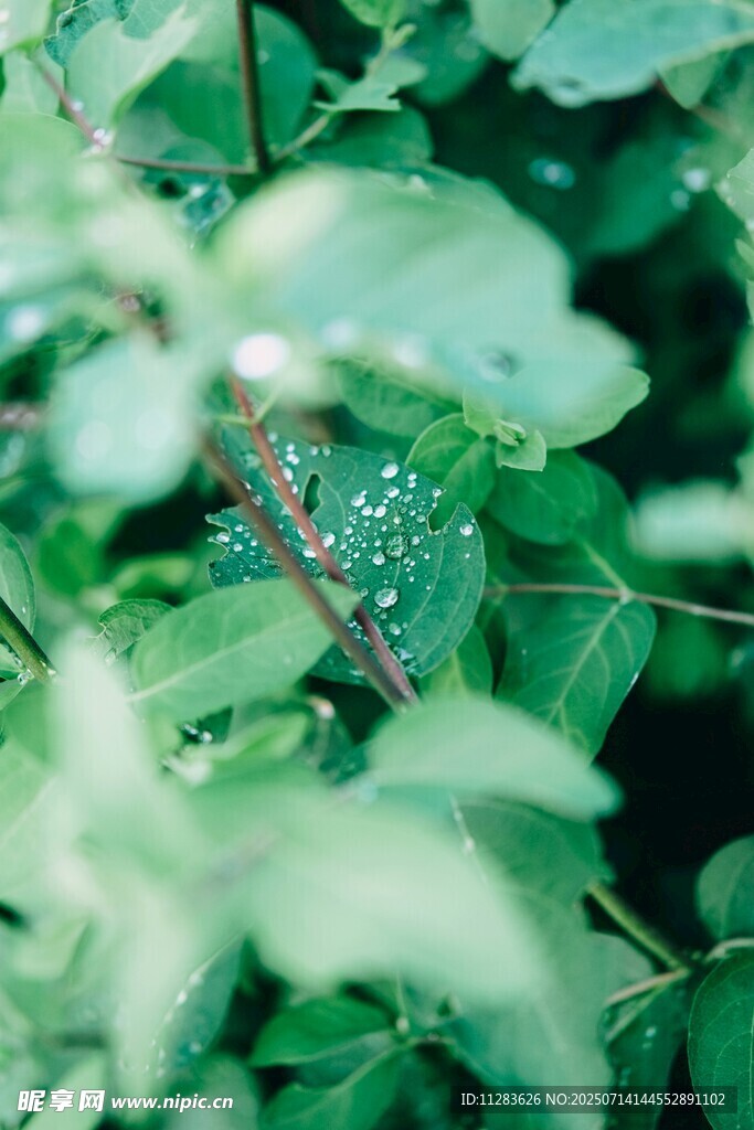绿叶上晶莹的水珠