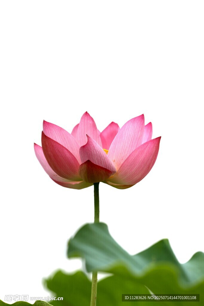绽放的粉色荷花