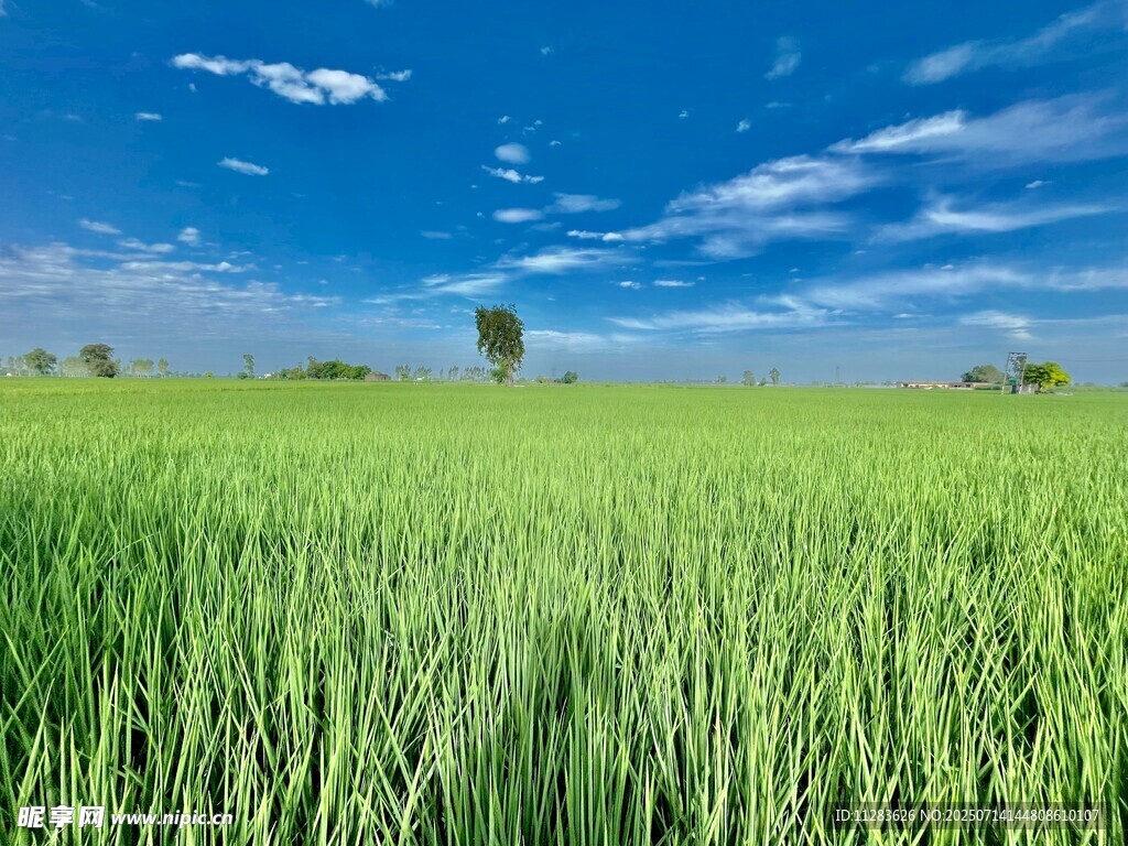 广袤绿野
