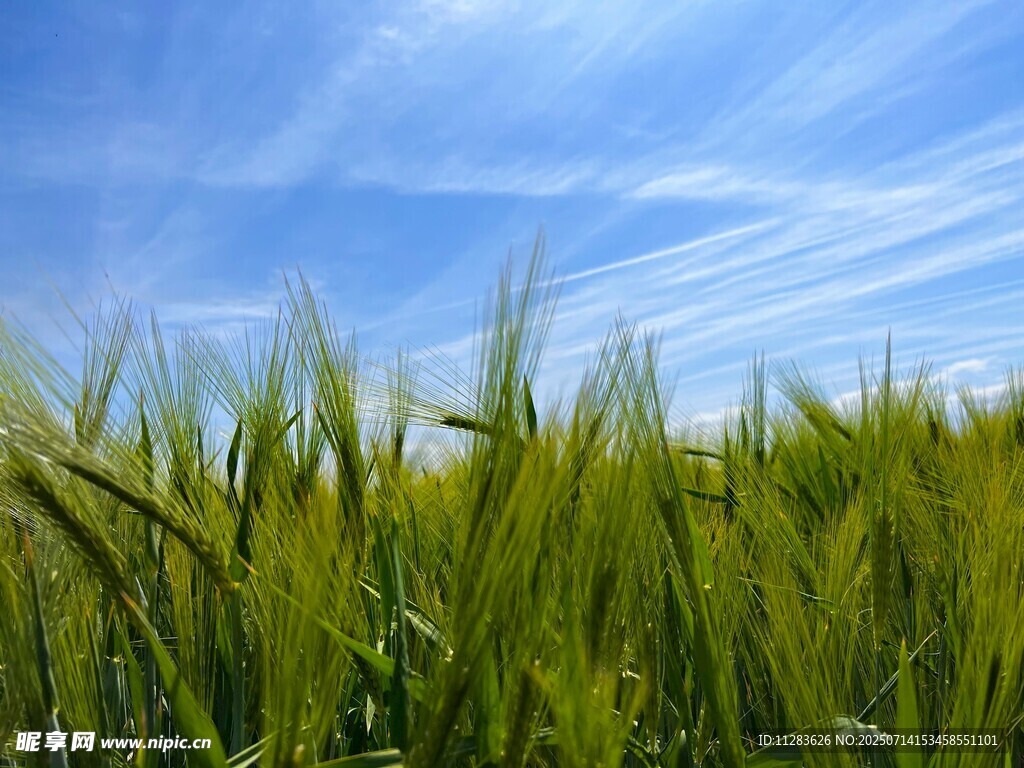 麦田蓝天