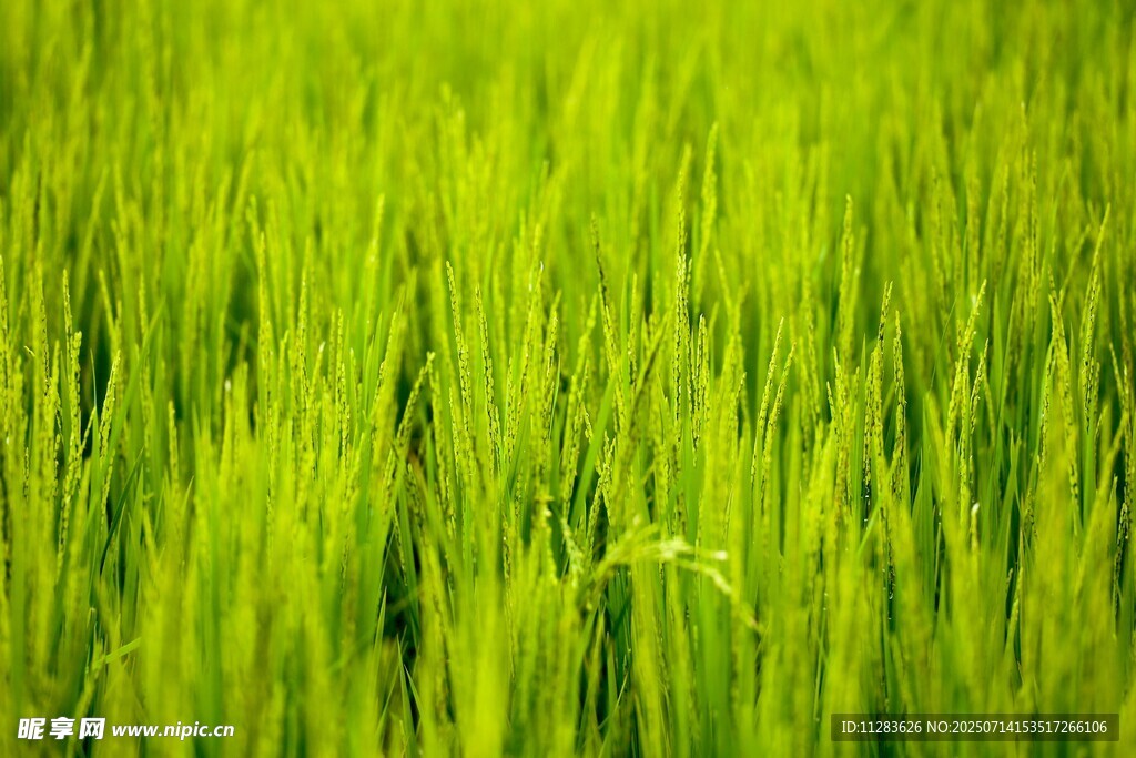 翠绿稻田