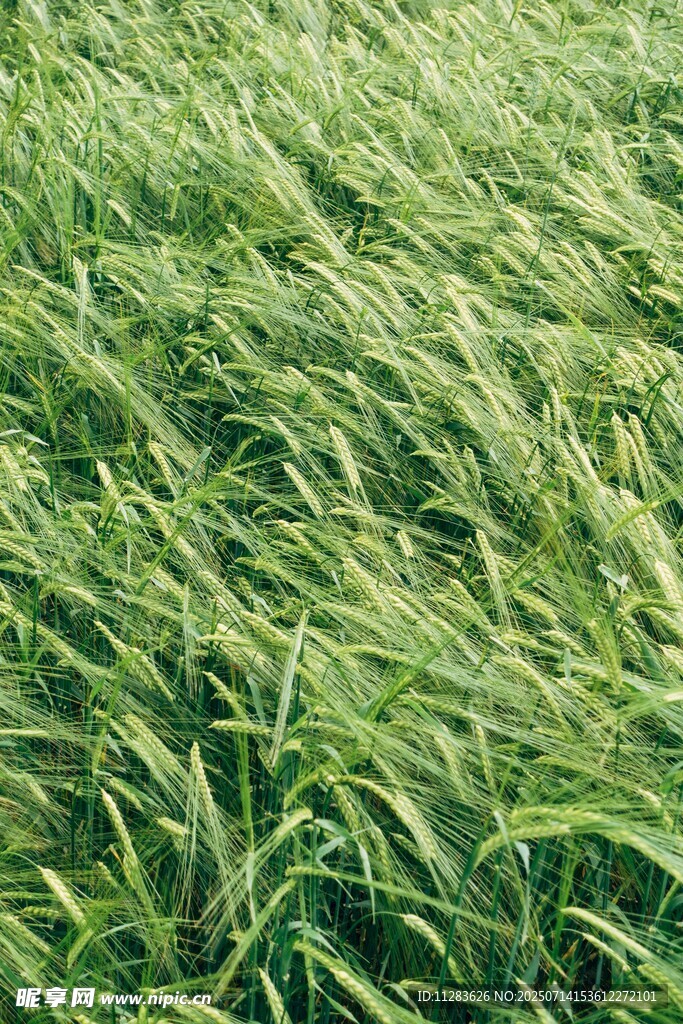 风吹绿草地