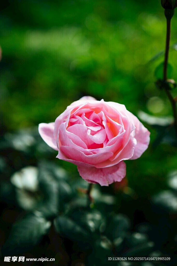 娇艳粉色玫瑰绽放