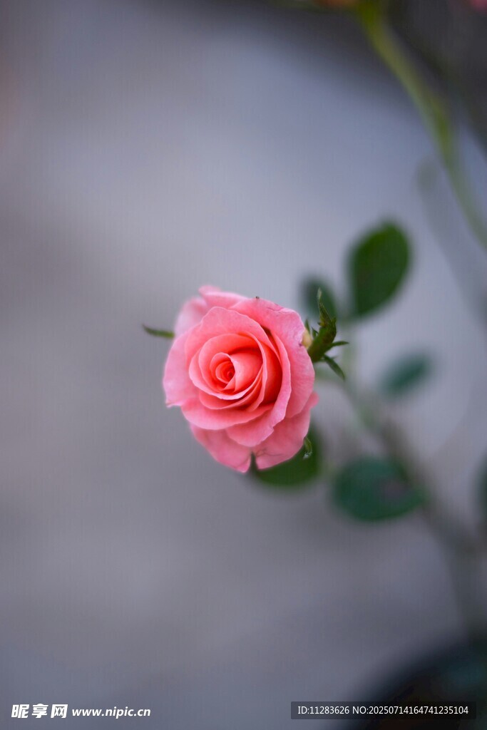 娇艳粉色玫瑰特写