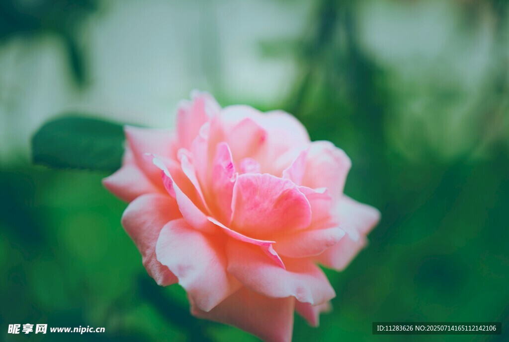 娇艳粉色月季花特写