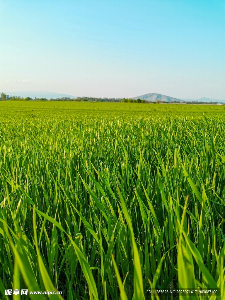 翠绿麦田