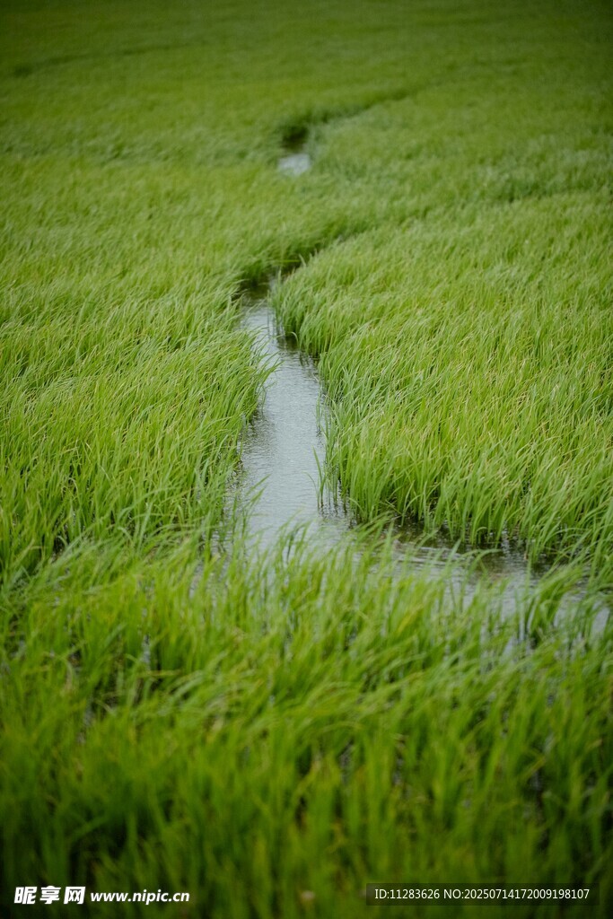 绿野中的蜿蜒溪流
