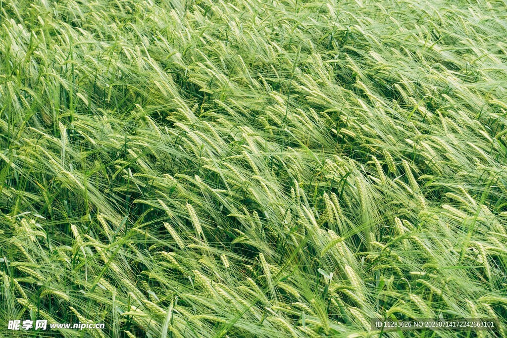 风吹绿草地