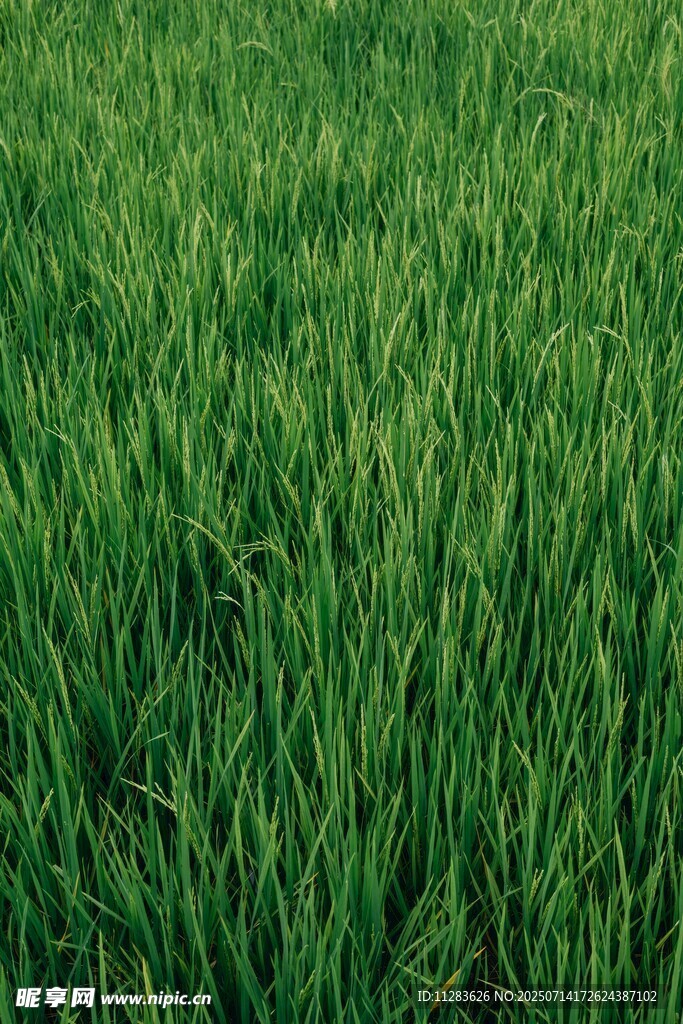 翠绿稻田