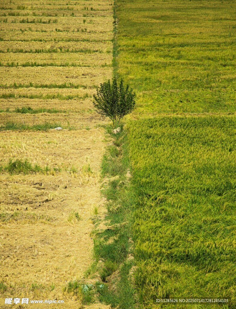 田野中孤独的绿色植株