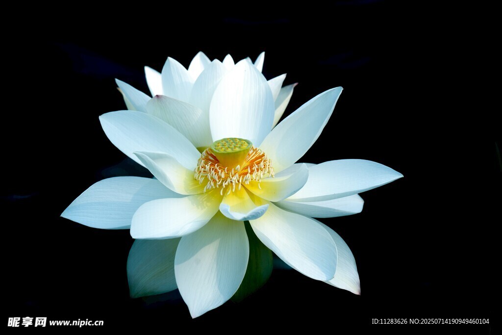 洁白绽放的美丽白莲花