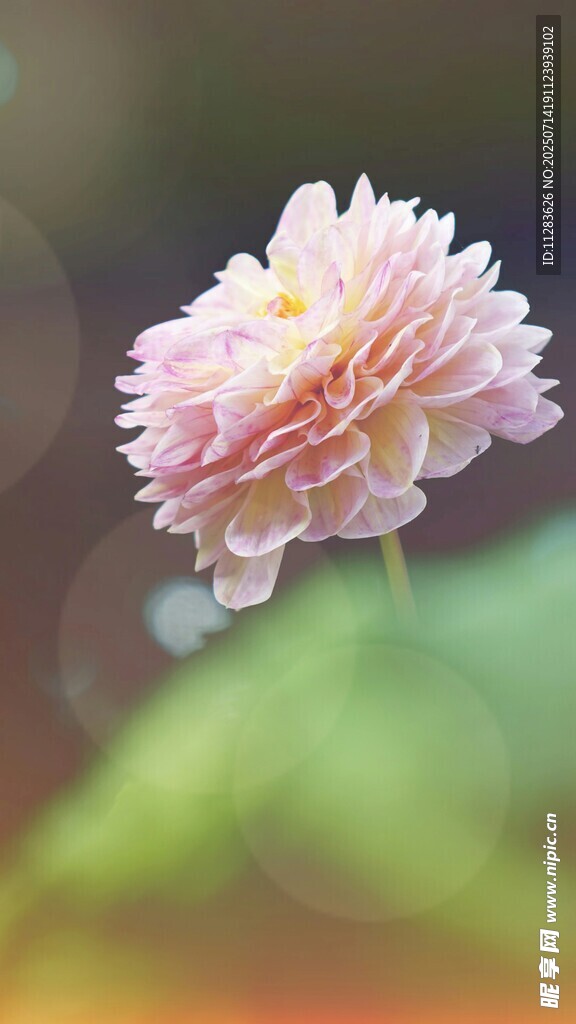柔美粉色花朵特写