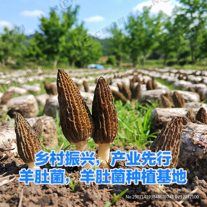 乡村振兴  产业先行  羊肚菌