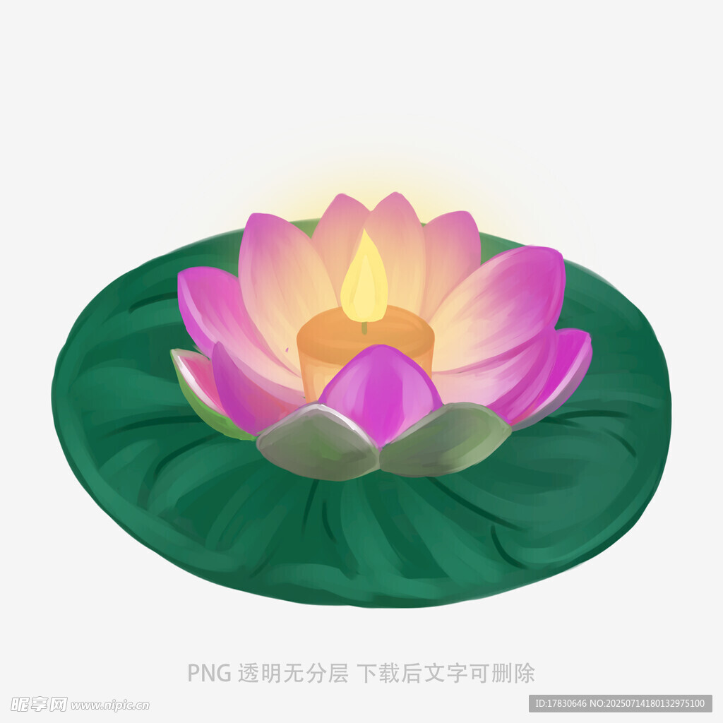 盛开的粉色莲花与荷叶